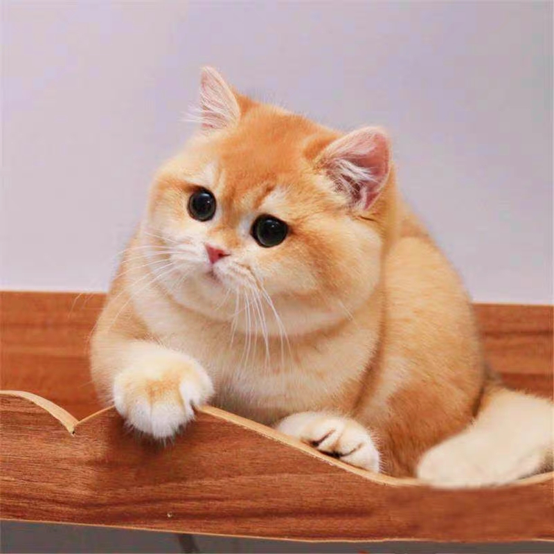 猫舍直销,批发价出售,金渐层
